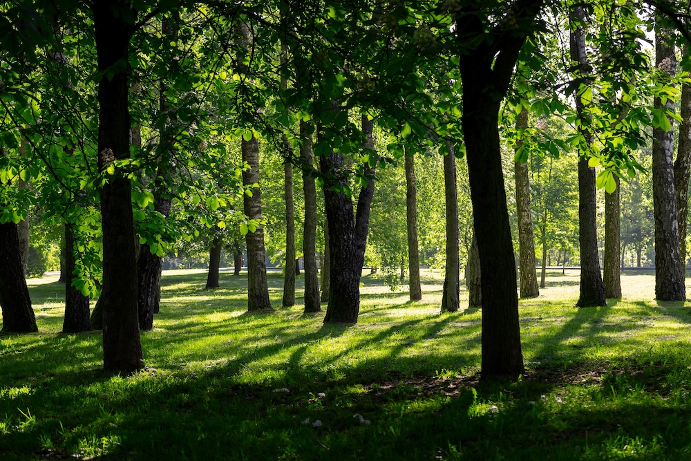 View of park