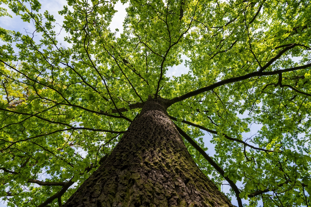 View of a tree