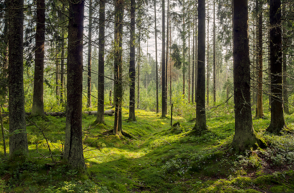 View of trees in the forest.