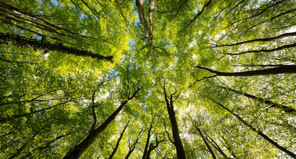 A view of trees in a forest.