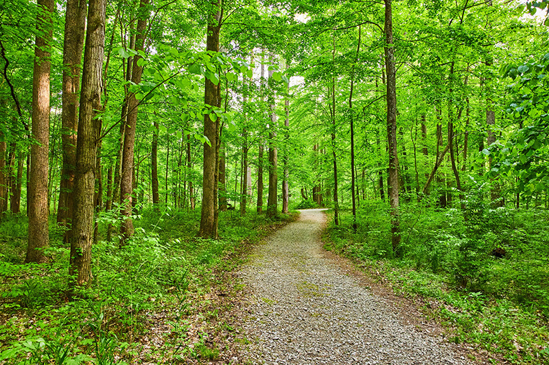 View of a forest