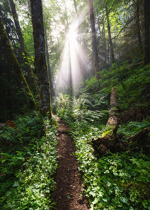 View of a forest path