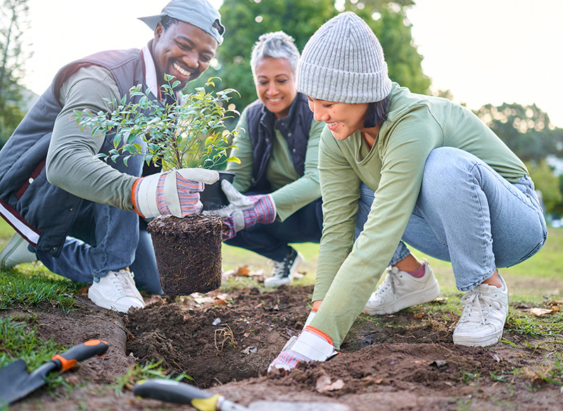 People work together to plant a tree